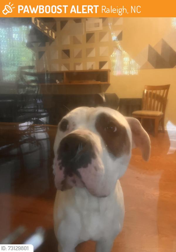 Found/Stray Male Dog last seen Oak Park Rd past church around bend, Raleigh, NC 27612
