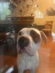 Found/Stray Male Dog last seen Oak Park Rd past church around bend, Raleigh, NC 27612