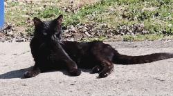 Lost Male Cat last seen South 18th Place and South I Street, Richmond, IN 47374