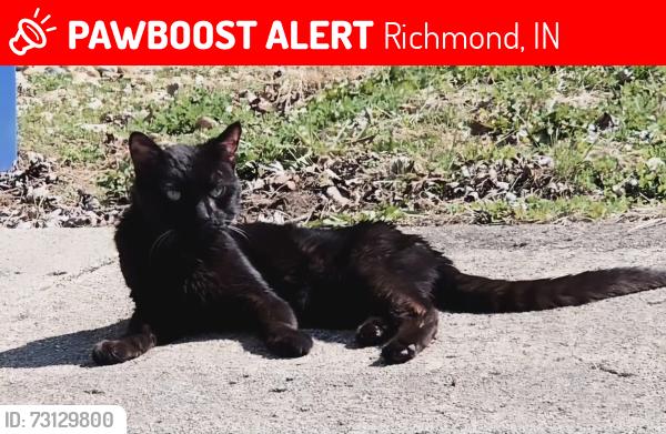 Lost Male Cat last seen South 18th Place and South I Street, Richmond, IN 47374