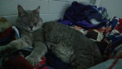 Reunited Male Cat last seen 22nd and Madison Ave, Ogden, UT 84401