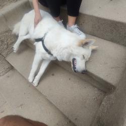 Reunited Unknown Dog last seen Yosemite and Avoca, Los Angeles, CA 90041
