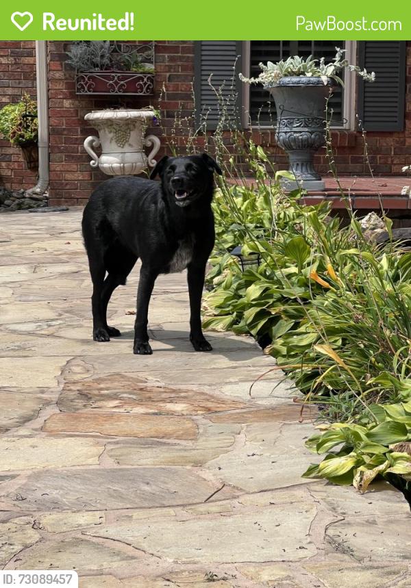 Reunited Unknown Dog last seen Middlesettlements Elementary, Maryville, TN 37801