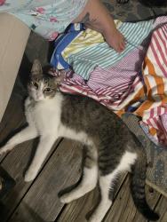 Reunited Male Cat last seen Commerce Pl, Burlington, NC 27215, USA, Burlington, NC 27215