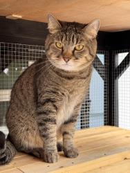 Reunited Male Cat last seen Whitman Ave N. and N. 202nd St. in Shoreline WA, Shoreline, WA 98133