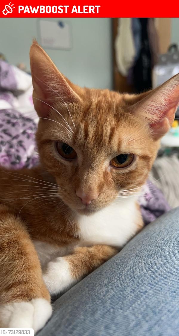 Lost Female Cat last seen bere alston, Bere Alston, England 