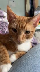 Lost Female Cat last seen bere alston, Bere Alston, England 