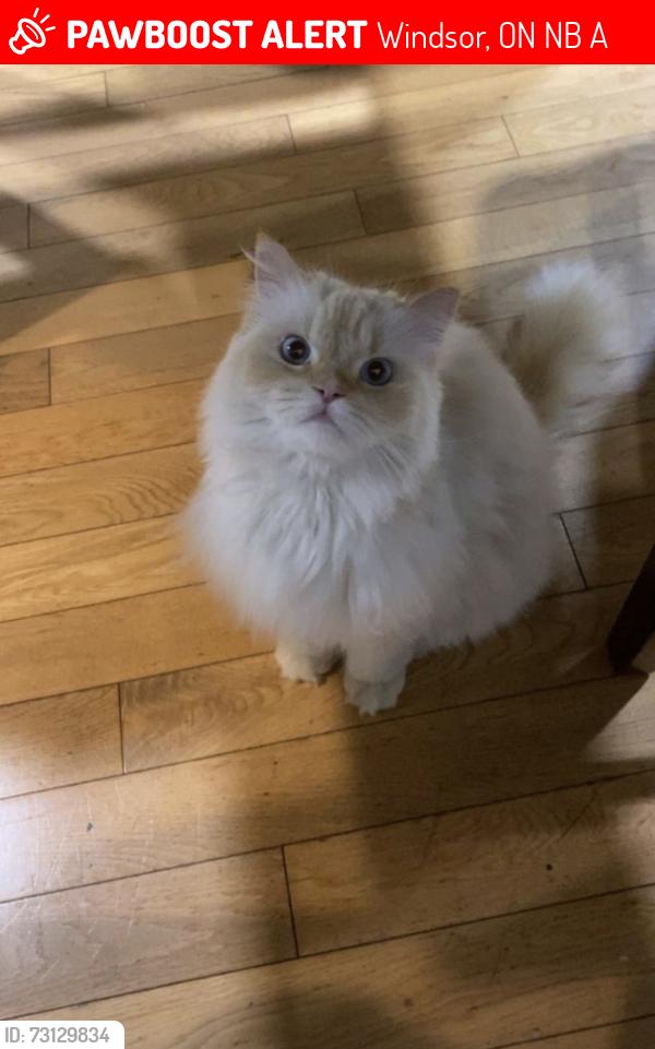 Lost Male Cat last seen McKay ave and curry, Windsor, ON N9B 0A1