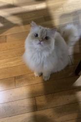 Lost Male Cat last seen McKay ave and curry, Windsor, ON N9B 0A1