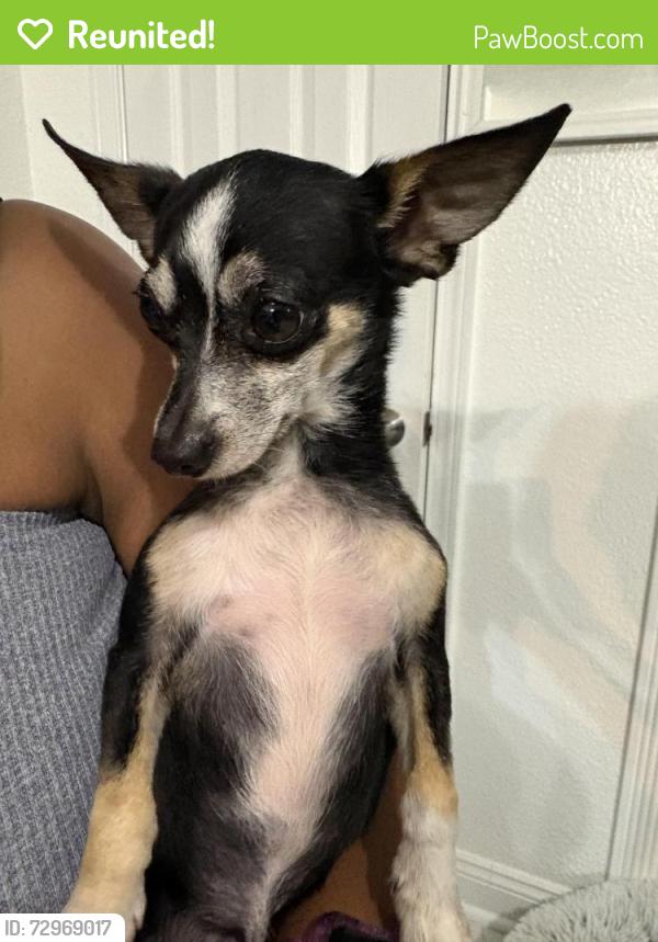 Reunited Male Dog last seen Elysian field area and filmore, New Orleans, LA 70122