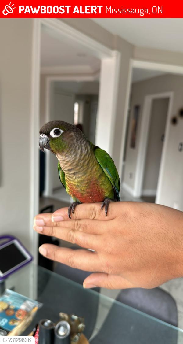 Lost Male Bird last seen Cardington Street, Mississauga, ON 