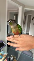 Lost Male Bird last seen Cardington Street, Mississauga, ON 