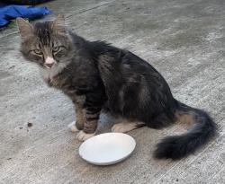 Lost Unknown Cat last seen NE 52nd Ave. and NE Simpson Street, Portland, OR 97218