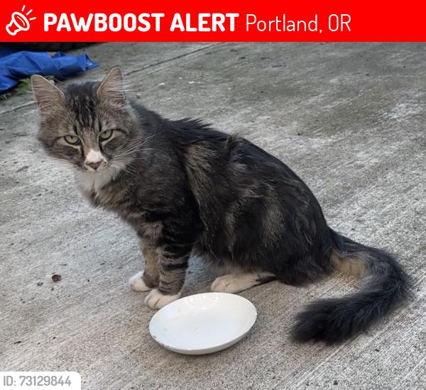 Lost Unknown Cat last seen NE 52nd Ave. and NE Simpson Street, Portland, OR 97218