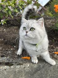 Lost Male Cat last seen 48th St/S. Garden St, Seattle, WA 98118
