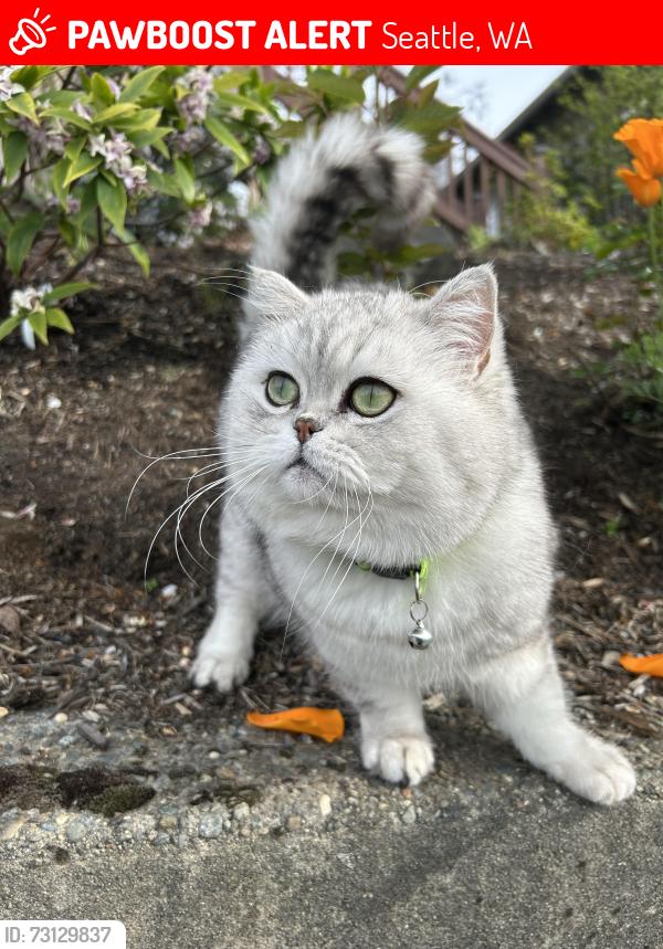 Lost Male Cat last seen 48th St/S. Garden St, Seattle, WA 98118