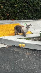 Lost Unknown Cat last seen Behind staples parking, Downey, CA 90241