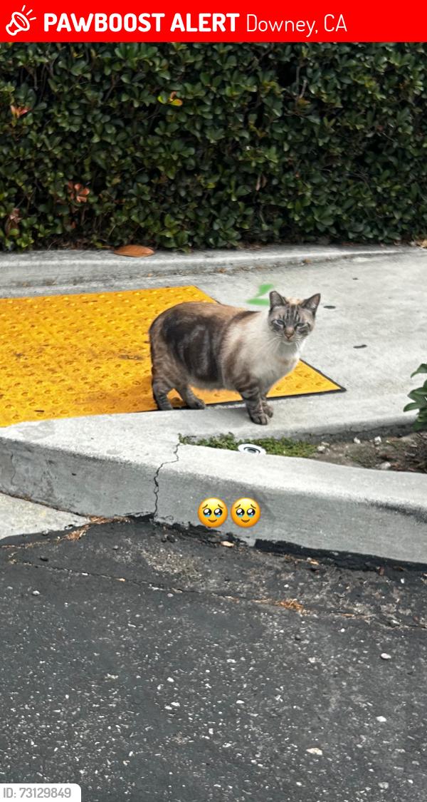 Lost Unknown Cat last seen Behind staples parking, Downey, CA 90241