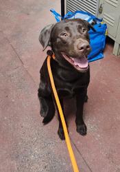 Shelter Stray Male Dog last seen Nebraska And Florida, SPOKANE, WA, 99217, 6815 E Trent Ave, Spokane, WA 99212, USA