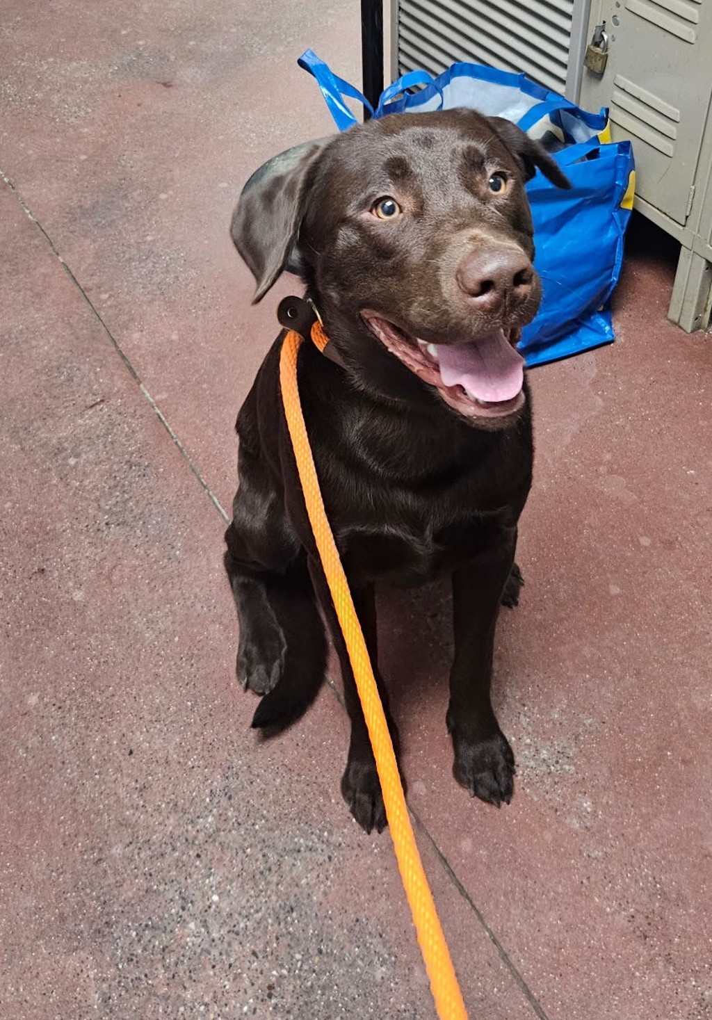 Shelter Stray Male Dog last seen Nebraska And Florida, SPOKANE, WA, 99217, 6815 E Trent Ave, Spokane, WA 99212, USA
