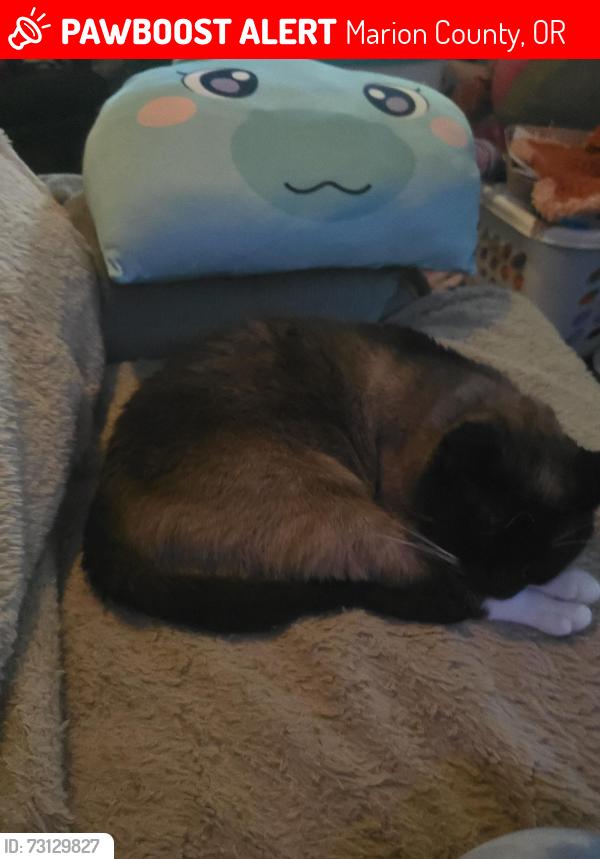 Lost Male Cat last seen Highway 22 mile marker 22, Marion County, OR 97358