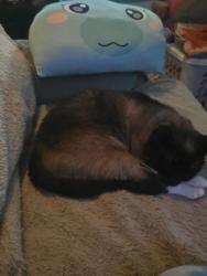 Lost Male Cat last seen Highway 22 mile marker 22, Marion County, OR 97358