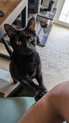 Reunited Male Cat last seen Templeton Park Circle, Colorado Springs, CO 80917