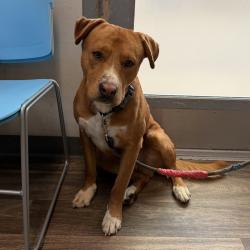 Shelter Stray Male Dog last seen Near Milden Street, La Mesa, CA, 91942, 5500 Gaines St, San Diego, CA 92110, USA
