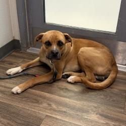 Shelter Stray Male Dog last seen Near Milden Street, La Mesa, CA, 91942, 5500 Gaines St, San Diego, CA 92110, USA