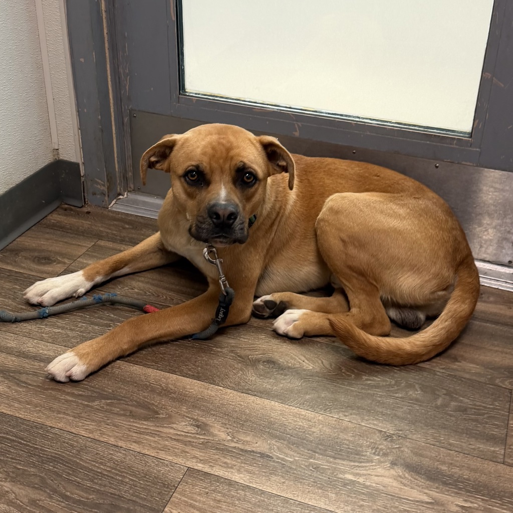 Shelter Stray Male Dog last seen Near Milden Street, La Mesa, CA, 91942, 5500 Gaines St, San Diego, CA 92110, USA