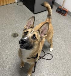 Shelter Stray Male Dog last seen Kaile Ln E, Escondido, CA, 92027, Escondido, CA 92027, USA