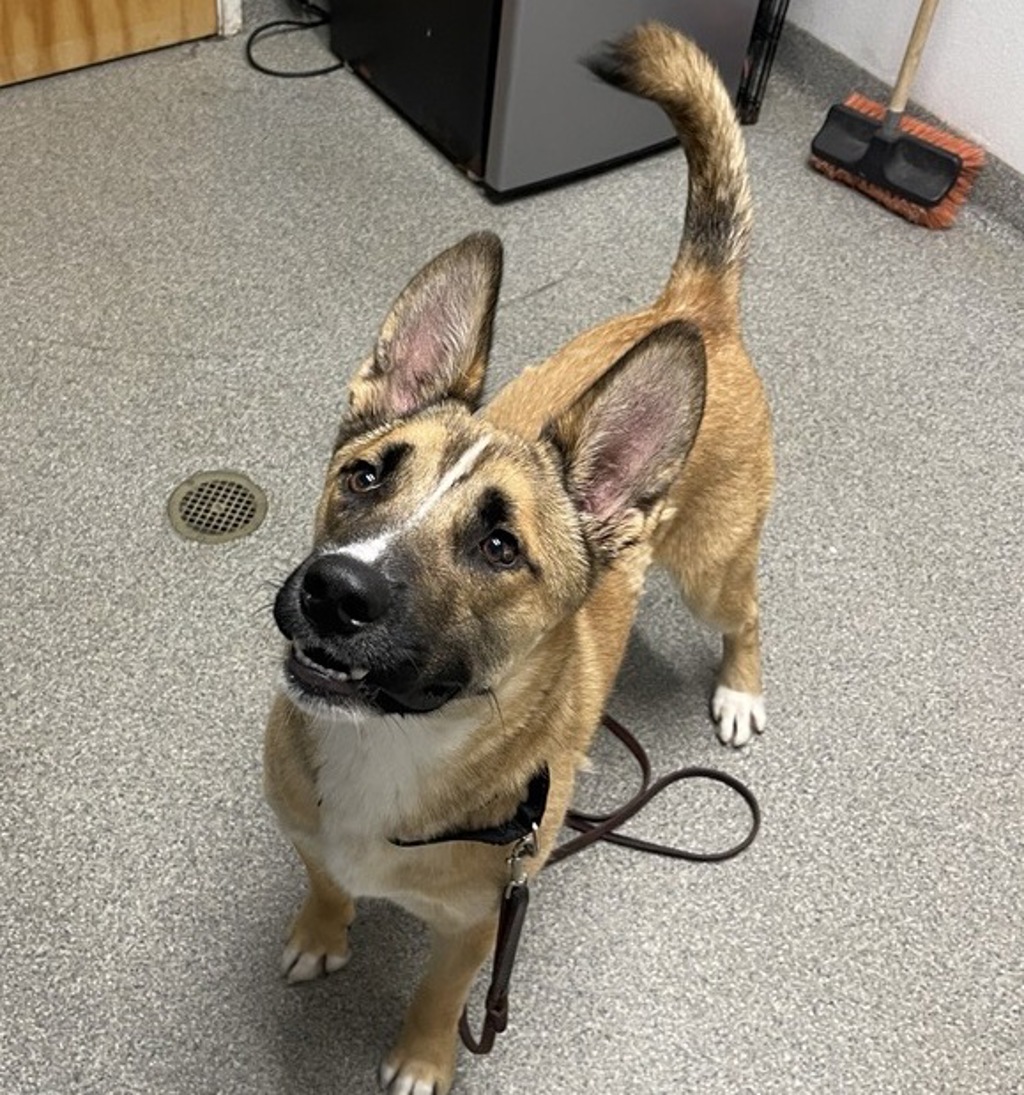Shelter Stray Male Dog last seen Kaile Ln E, Escondido, CA, 92027, Escondido, CA 92027, USA