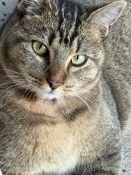 Reunited Unknown Cat last seen Onyx circle, Longmont, CO 80504