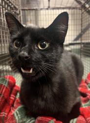Shelter Stray Male Cat last seen Near Lake Myra Road, WENDELL, NC, 27591, 820 Beacon Lake Dr, Raleigh, NC 27610, USA