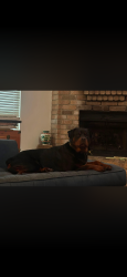Lost Male Dog last seen West and 15662 Pebble lake dr, Houston, TX 77095