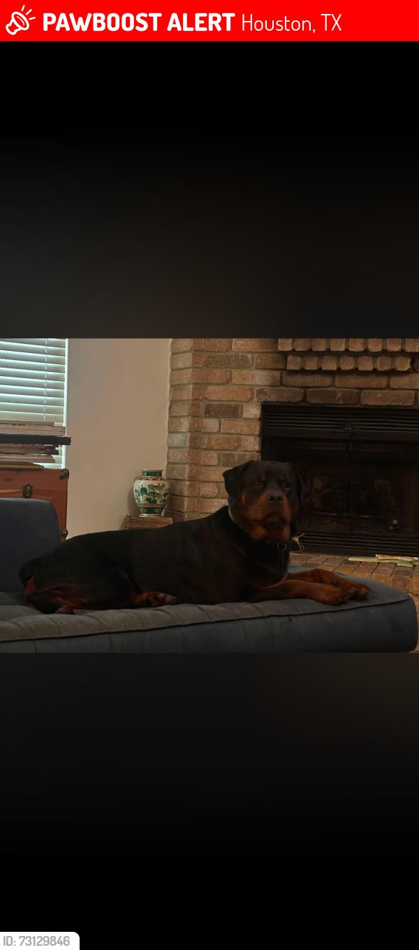 Lost Male Dog last seen West and 15662 Pebble lake dr, Houston, TX 77095
