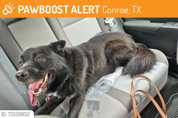 Found/Stray Male Dog last seen Near North Frazier at Lilly, Conroe, TX 77301