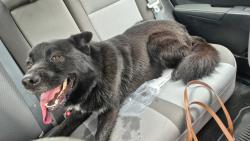 Found/Stray Male Dog last seen Near North Frazier at Lilly, Conroe, TX 77301