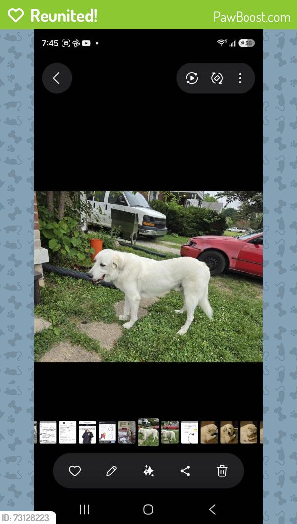 Reunited Male Dog last seen Emerson ave and English ave, Indianapolis, IN 46201