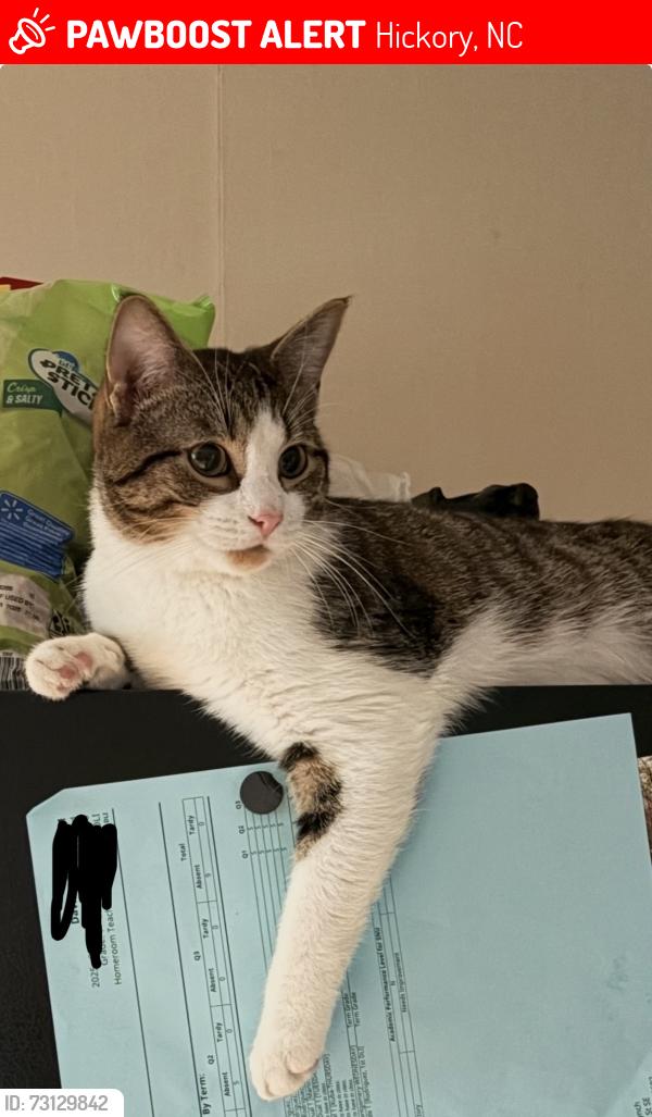 Lost Male Cat last seen Second Ave se &seventh st se hickory, Hickory, NC 28602