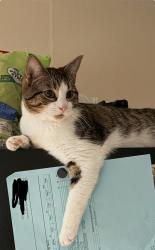 Lost Male Cat last seen Second Ave se &seventh st se hickory, Hickory, NC 28602