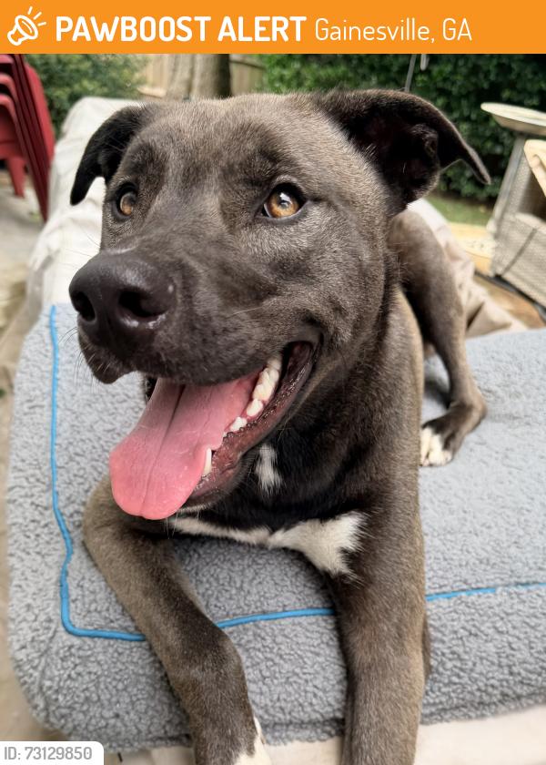 Found/Stray Male Dog last seen Near Washington street sw Gainesville 30501, Gainesville, GA 30501