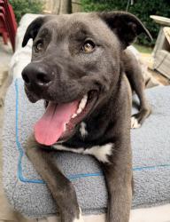 Found/Stray Male Dog last seen Near Washington street sw Gainesville 30501, Gainesville, GA 30501