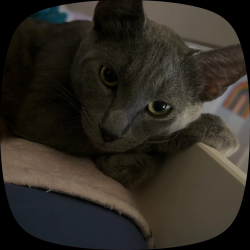 Reunited Male Cat last seen Vesta & birch st., San Diego, CA 92113