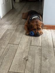 Lost Male Dog last seen Razors landing, Monroe County, TN 37885