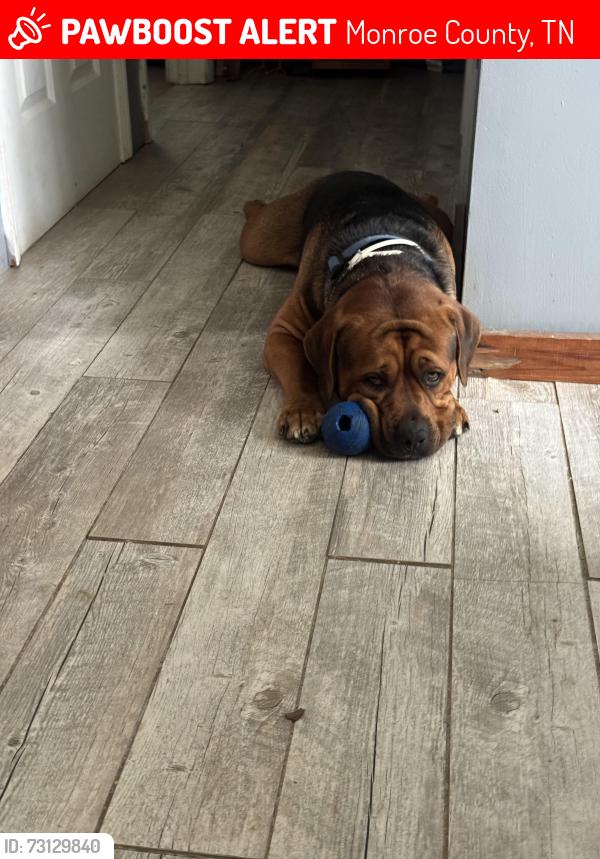 Lost Male Dog last seen Razors landing, Monroe County, TN 37885