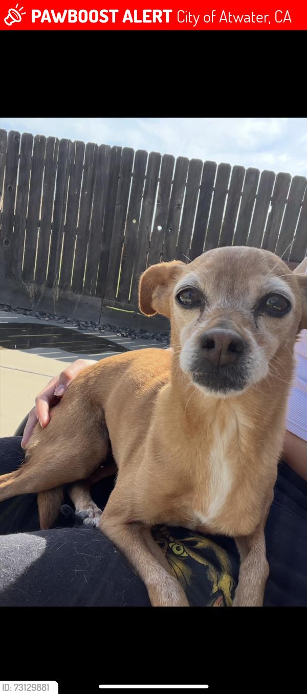 Lost Female Dog last seen Bell dr, City of Atwater, CA 95301
