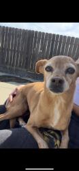 Lost Female Dog last seen Bell dr, City of Atwater, CA 95301