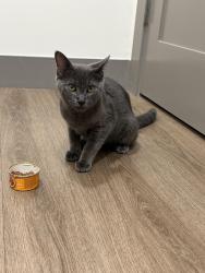 Found/Stray Male Cat last seen Bixby Police Department, Bixby, OK 74008