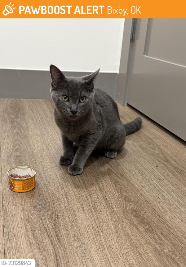 Found/Stray Male Cat last seen Bixby Police Department, Bixby, OK 74008